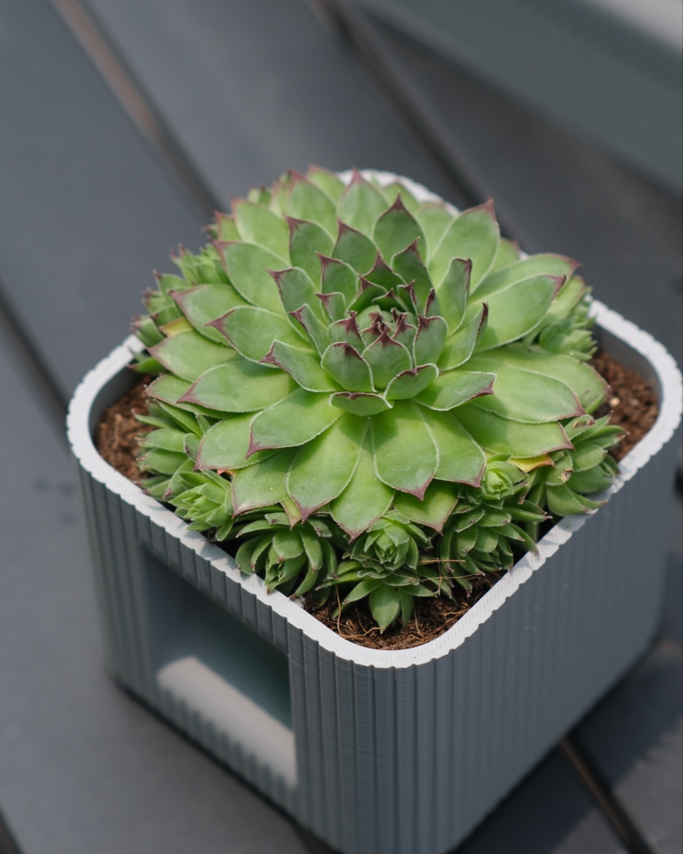 Aura DUO | Architectural Ribbed Square Planter with Hidden Drainage - thumbnail 3
